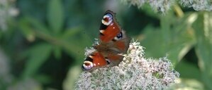 Schmetterling auf Blüte